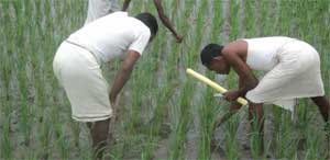 livelihoods in kanha-pench corridor, madhya pradesh